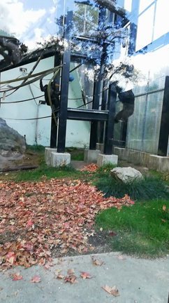 久しぶりに動物園の記事動画