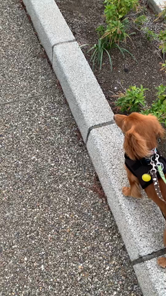 無事に！の記事動画