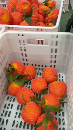 さっぱりキムチ、主人に好評です◎色々試しましたが、1番落ち着くそうですの記事動画