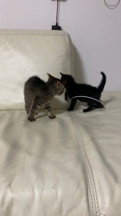 仔猫の記事動画