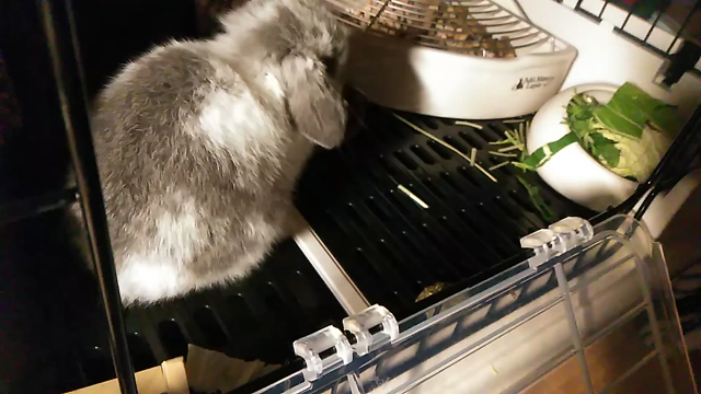 こっこの脱走♪の記事動画