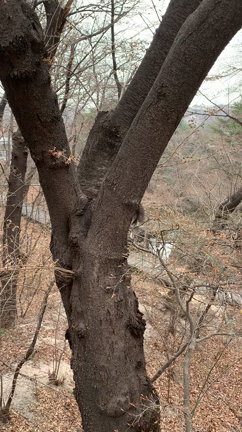 隔離解除！出るしかない！！の記事動画