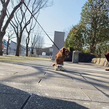 『イヌなで』セミナー延期とさせていただきました。不要不急の自粛要請のため。の記事動画