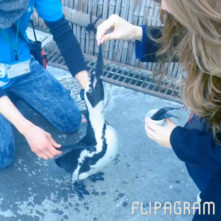 花鳥園♡の記事動画