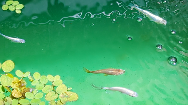 めだかすくい2日目の記事動画