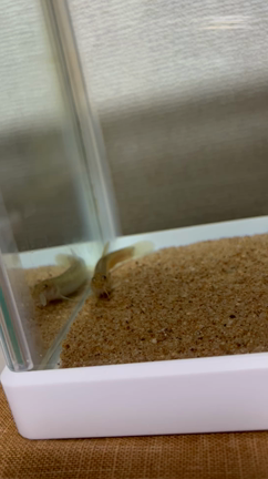 2022/06/13   グリーン追加♡の記事動画