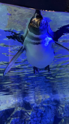 生き物って興味が尽きない。安孫子宏輔の記事動画