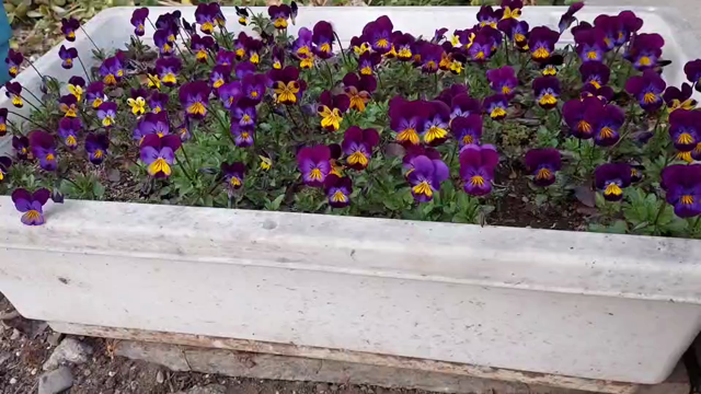 春(前野)の記事動画