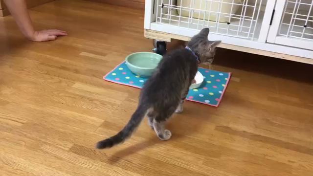 ワクチン2の記事動画