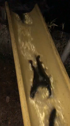 明日は平日放流です！の記事動画