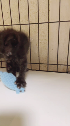 ピヨピヨの記事動画