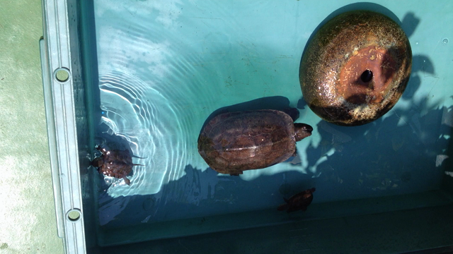 子ガメの運動の記事動画