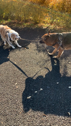 夕方散歩の記事動画