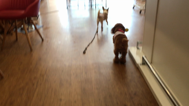 ☆ き ょ う の ぽ む ☆の記事動画