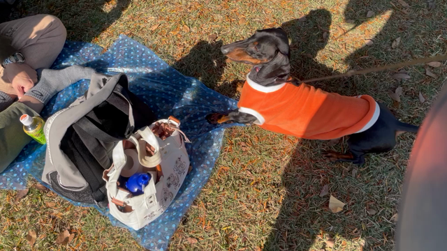 テキストの書き方まで学べる(笑)アーユルヴェーダ古典書勉強会の記事動画