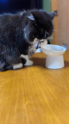 皮下点滴が途中で抜けちゃったの記事動画