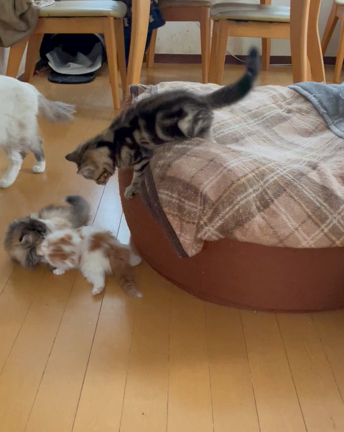 にゃんころさんのプロフィールページ