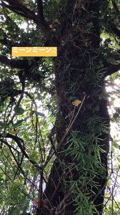 沖縄の気温33度の暑さで歩くとこうなる。の記事動画