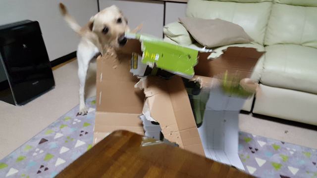 かまって病。の記事動画