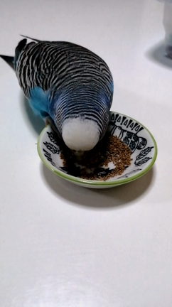 おこもり中☆の記事動画