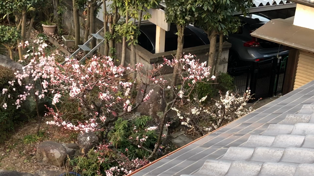 毎朝聞こえるウグイスの声の記事動画