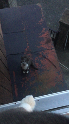 野良猫部屋に侵入の記事動画