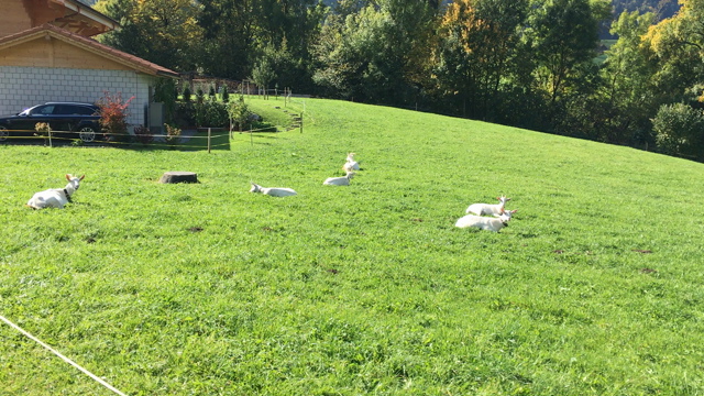 スイスの山奥での記事動画