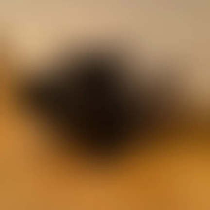 新しい家族ご紹介の記事動画
