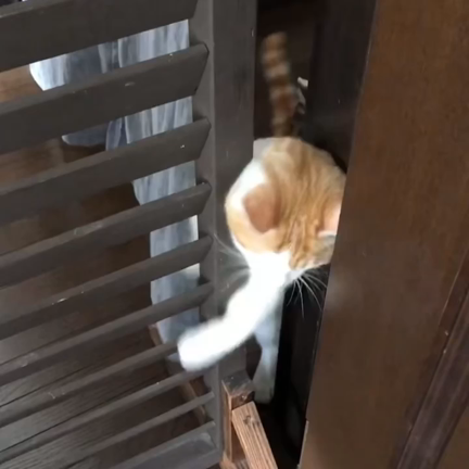 最近の猫と金魚事情の記事動画