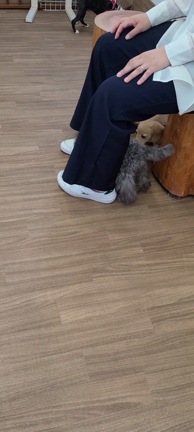 パピー教室の記事動画