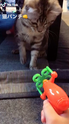 猫パンチの記事動画