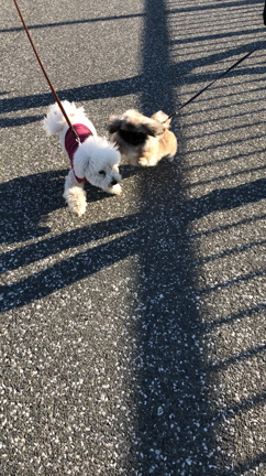 ペキ郎くん公園デビューの巻。の記事動画