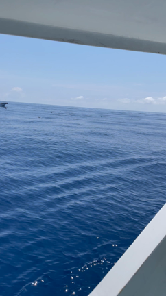 ◇6月15日 キハダキャスト◇の記事動画