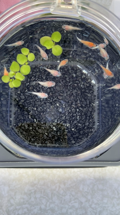 ✨10月7日㈯メダカ販売✨このメダカ達を連れて行きますの記事動画