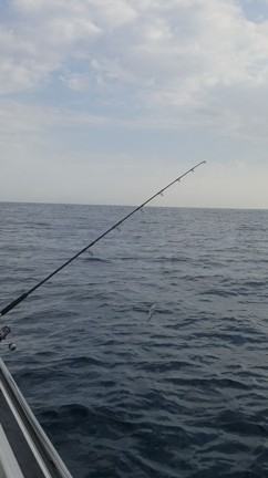 本日もマグロキャスティング～の記事動画