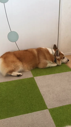 待っててね♪の記事動画