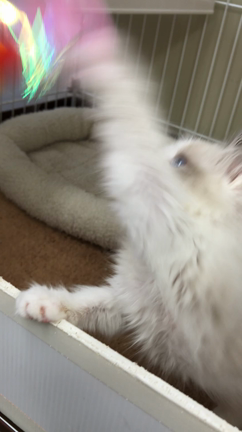 ラグドールの子猫の動画の記事動画