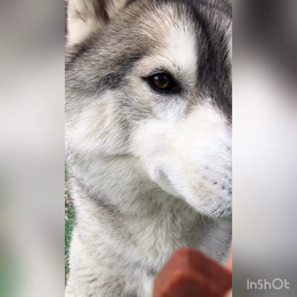 今日はの記事動画