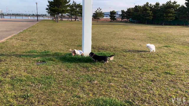 ドッグラン動画vol.1918の記事動画