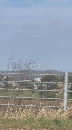 蕎麦三昧♡標高1300mの黒岳のお蕎麦とか…の記事動画