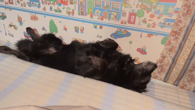 久しぶりの投稿の記事動画