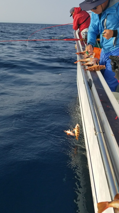 沖メバル好調‼️の記事動画