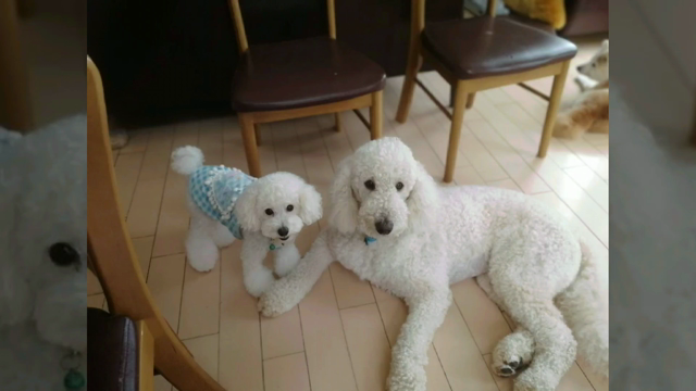 犬のためのふるさと納税って！？の記事動画