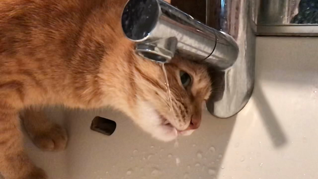 スローモーションで～の記事動画