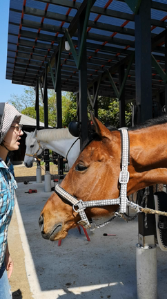 ウインスプラッシュの記事動画