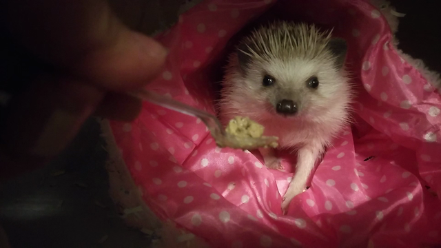 思い出2！の記事動画