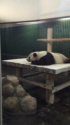 熊猫の檻に一人で、すかさず写真を撮ったよ。〜今日のつれづれ〜の記事動画