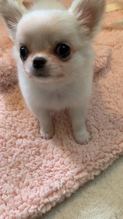 プリティーちゃんさようならの記事動画