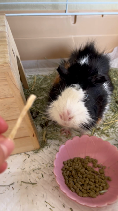 ピンキーわさだブログの記事動画