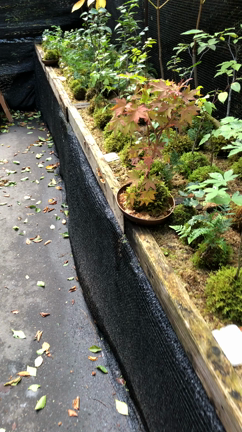 苔玉にハマっちゃうかも！の記事動画